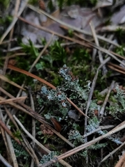 Cladonia squamosa