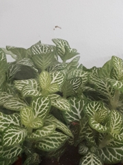 Fittonia albivenis