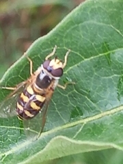 Eupeodes corollae