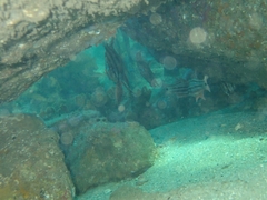 Ostorhinchus limenus