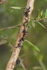 Septobasidium clelandii