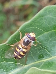 Eupeodes corollae