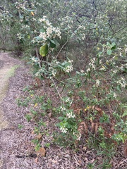 Spyridium globulosum