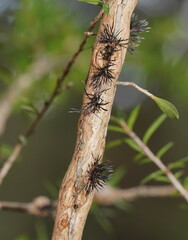 Septobasidium clelandii