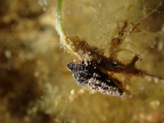 Neogastropoda