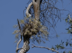 Dendrobium canaliculatum foelschei
