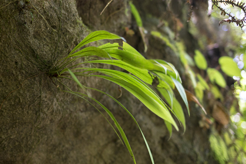 Homalomena anthurioides