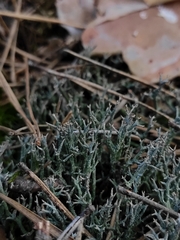 Cladonia furcata