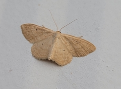 Scopula inductata