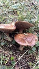 Suillus bovinus
