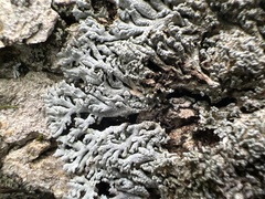 Physconia subpallida