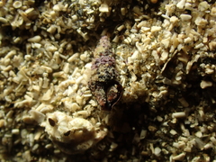 Neogastropoda