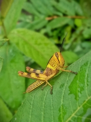 Cyrtacanthacridini