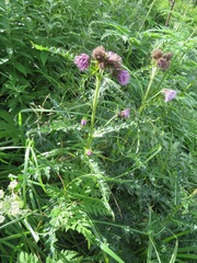 Cirsium nambuense