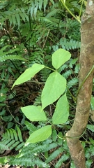 Pueraria montana