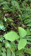 Pueraria montana