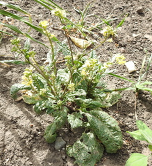 Brassicaceae