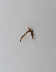 Callibaetis
