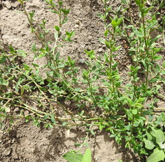 Polygonum aviculare