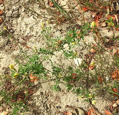 Melilotus officinalis