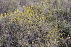 Helichrysum revolutum