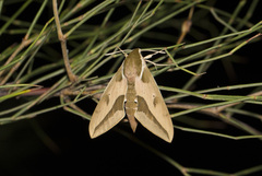Hyles euphorbiae