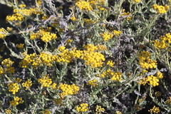 Helichrysum revolutum
