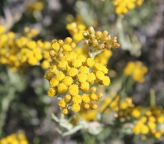 Helichrysum revolutum