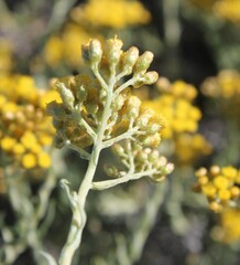 Helichrysum revolutum