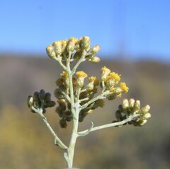 Helichrysum revolutum