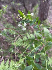 Phyllanthus calycinus