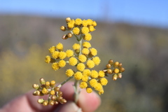 Helichrysum revolutum