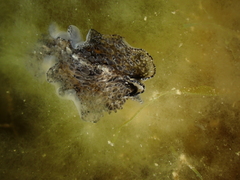 Thysanozoon brocchii