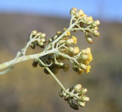 Helichrysum revolutum