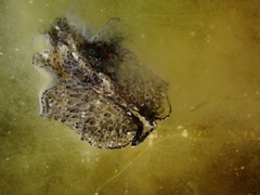 Thysanozoon brocchii