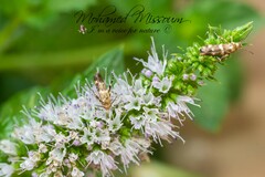 Scythris trivinctella