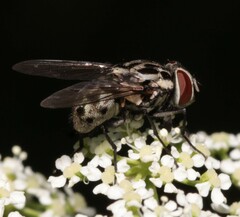 Graphomya maculata