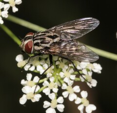 Graphomya maculata