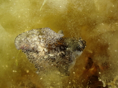 Thysanozoon brocchii