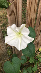 Ipomoea alba