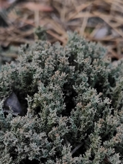 Cladonia squamosa