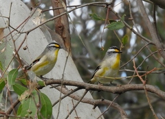 Pardalotus striatus