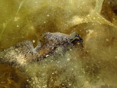 Thysanozoon brocchii