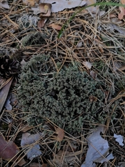 Cladonia squamosa