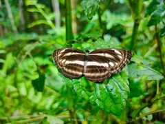 Neptis