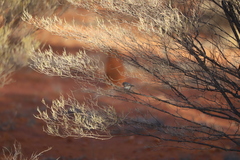 Acanthiza robustirostris