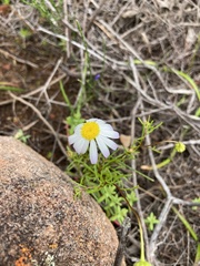 Brachyscome iberidifolia