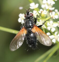 Zophomyia temula