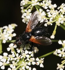 Zophomyia temula