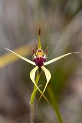 Caladenia thinicola